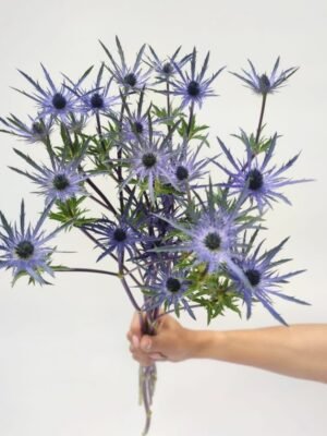 Eryngium