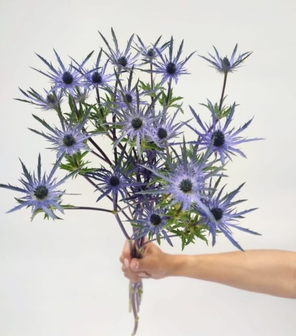 Eryngium