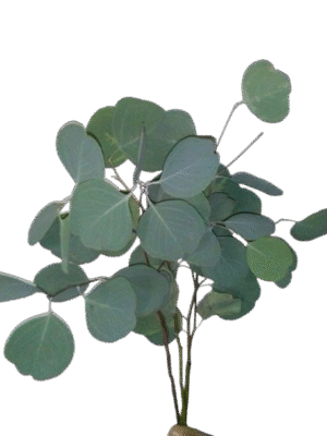 Eucalipto Silver Dolar