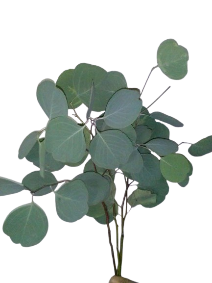 Eucalipto Silver Dolar