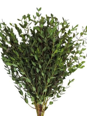 Eucalipto Parvifolia